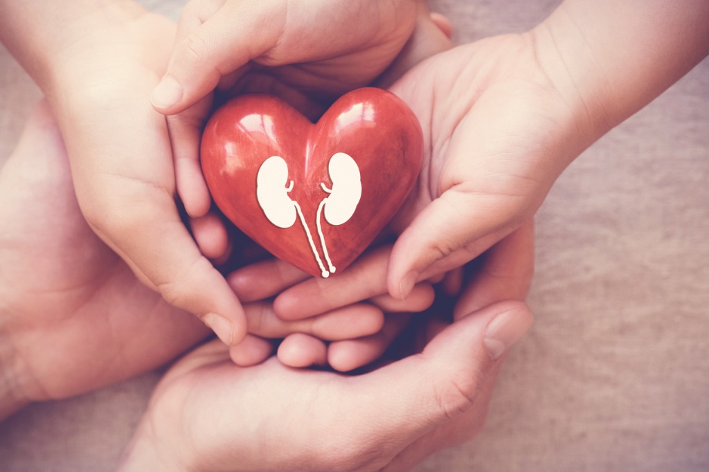 Child and adult hands holding read heart with kidneys painted on