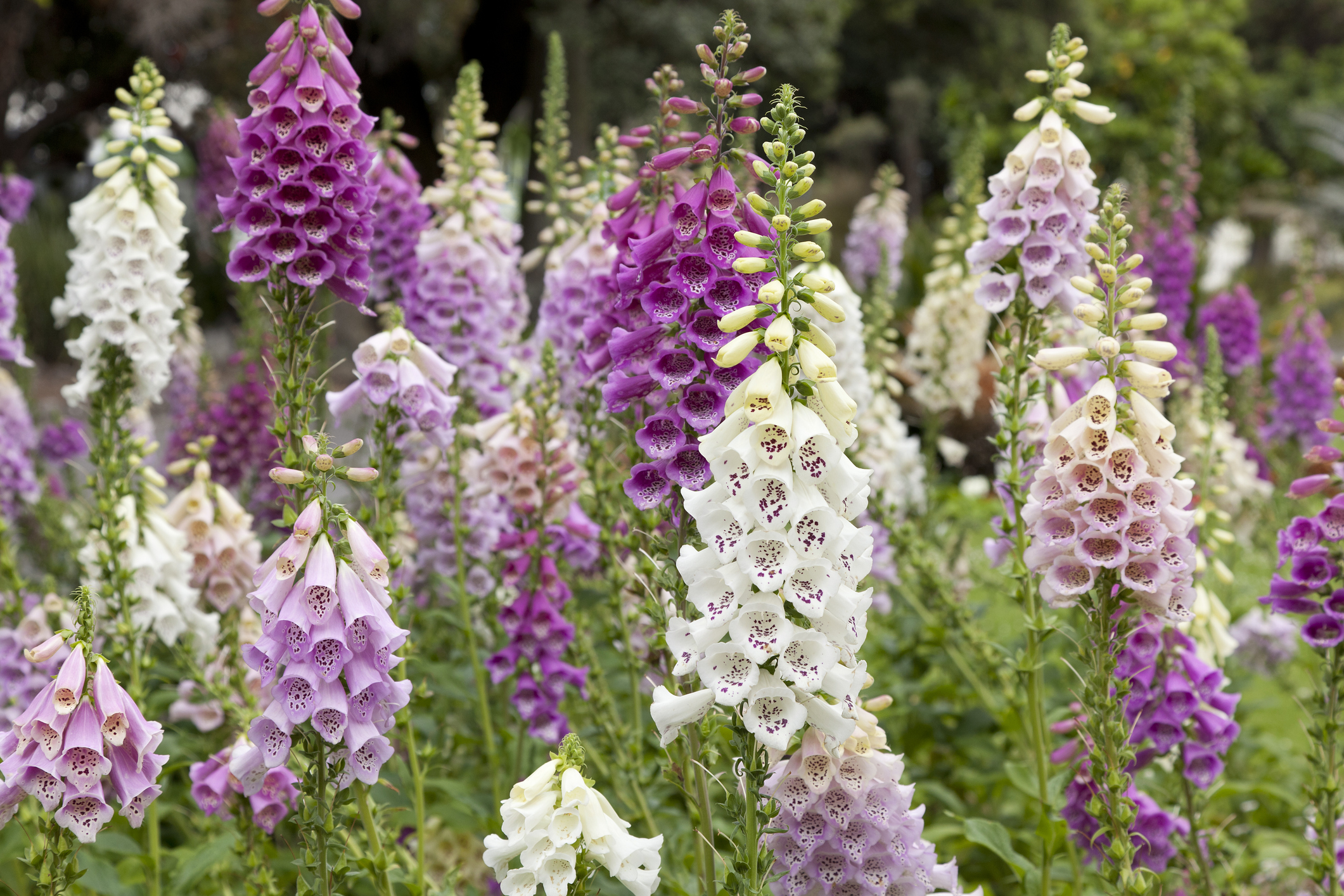 Foxglove flowers in a field- pediatric brain tumor, medulloblastoma, clinical trial with drug from plant.